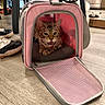 Nala joined the competition — help win amazing prizes! cat, tabby_cat, pet_carrier, pink, indoor, floor, table, shoes, toy, home, furniture, open_door, relaxed, animal, pet, cushion, wood_floor, domestic, comfort, resting