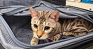 Nala joined the competition — help win amazing prizes! cat, tabby, suitcase, indoor, carpet, curious, pet, animal, feline, cozy, home, travel_bag, resting, cute, striped, whiskers, ears, floor, stuffed, background