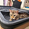 cat, tabby, suitcase, indoor, carpet, curious, pet, animal, feline, cozy, home, travel_bag, resting, cute, striped, whiskers, ears, floor, stuffed, background