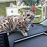 Nala joined the competition — help win amazing prizes! cat, animal, pet, indoor, dashboard, car_interior, spotted_fur, whiskers, ears, collar, tag, window, tree, greenery, building, curious, looking_away, seated, feline, closeup