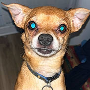 Phoenix is registered to the contest to win money with this photo: dog, small_dog, indoor, collar, pet, close_up, brown_fur, flash, reflective_eyes, wooden_floor, tag, animal, cute, portrait, canine, ears, face, looking_at_camera, domestic_animal, pet_accessory