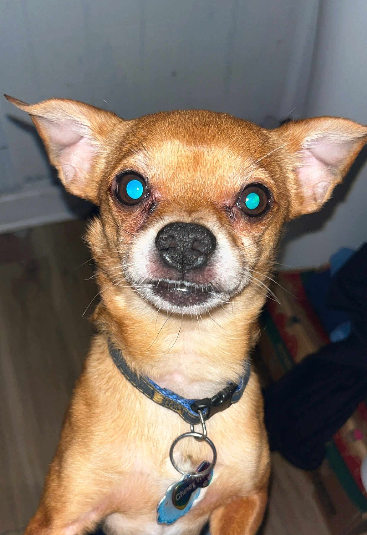 Phoenix is registered to the contest to win money with this photo: dog, small_dog, indoor, collar, pet, close_up, brown_fur, flash, reflective_eyes, wooden_floor, tag, animal, cute, portrait, canine, ears, face, looking_at_camera, domestic_animal, pet_accessory