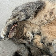 Tutu a rejoint le concours — aidez-le/la à gagner de superbes lots ! cats, cat, sleeping, cuddling, fluffy, fur, gray_cat, cream_cat, paw, whiskers, closed_eyes, relaxed, pet, animals, domestic_animals, nap, cozy, indoors, fabric, close_up