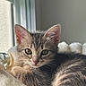 cat, kitten, tabby, fur, whiskers, ears, eyes, window, sunlight, blanket, cozy, indoor, pet, animal, cute, resting, soft, sleepy, closeup, curious