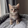 kitten, cat, pet, animal, feline, young, gray, fur, whiskers, ears, bed, soft, cozy, indoor, cute, portrait, looking, curious, small, domestic