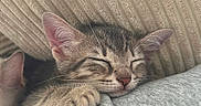 Matcha a rejoint le concours — aidez-le/la à gagner de superbes lots ! adorable, animal, cat, closeup, cozy, cute, fur, indoor, kitten, nap, paw, peaceful, pet, resting, sleeping, soft, tabby, texture, whiskers, young