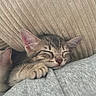 kitten, cat, sleeping, closeup, tabby, paw, cute, fur, whiskers, cozy, texture, resting, animal, pet, soft, indoor, peaceful, young, adorable, nap