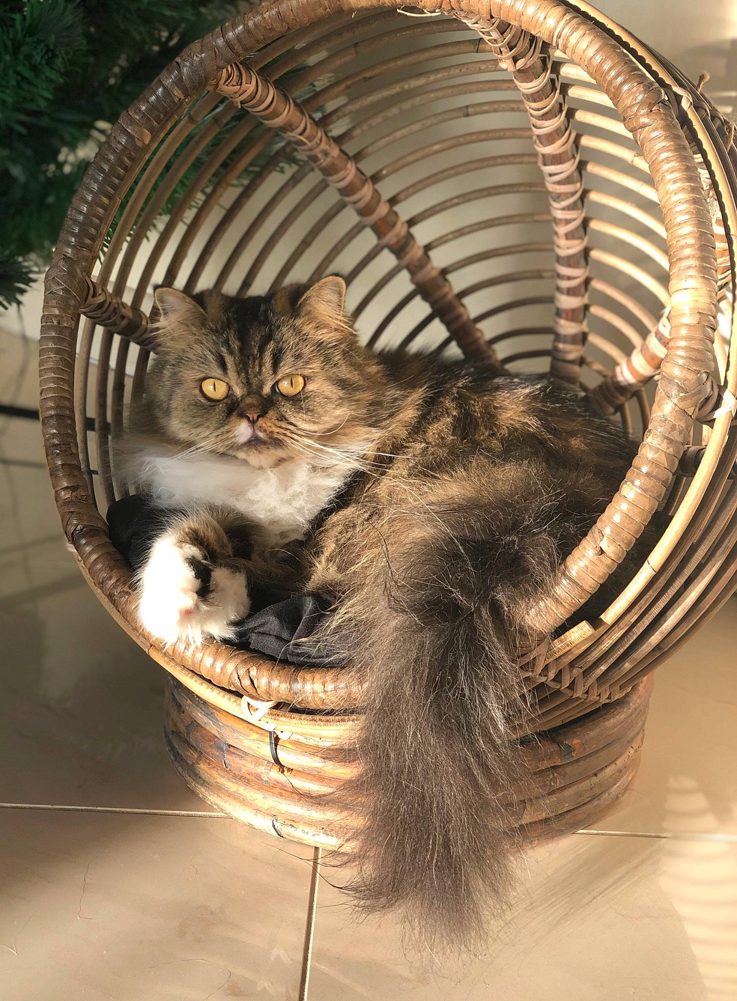 Basile a rejoint le concours — aidez-le/la à gagner de superbes lots ! art, basket, carnivore, cat, domestic_short_haired_cat, fashion_accessory, fawn, feather, felidae, fur, illustration, metal, painting, small_to_medium_sized_cats, snout, tail, tree, twig, whiskers, wood