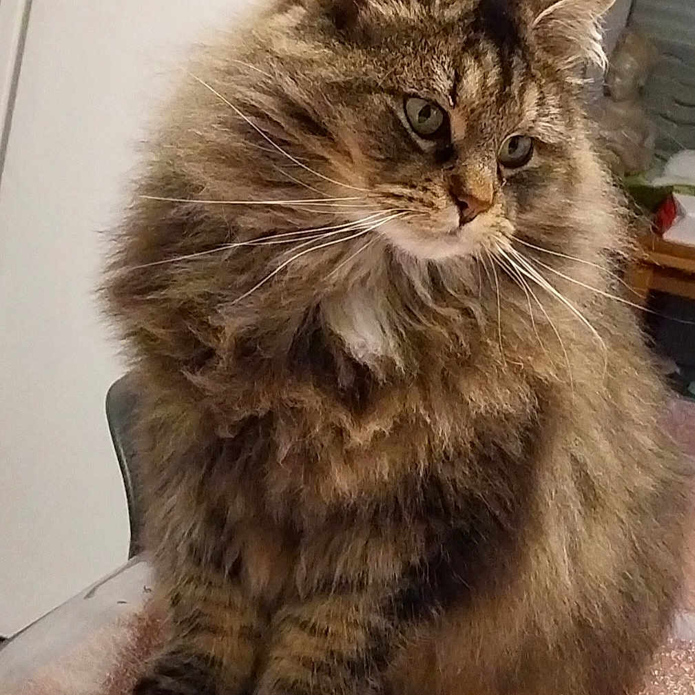 Simba