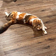 Vivi joined the competition — help win amazing prizes! cat, calico, stretching, wooden_floor, indoor, pet, feline, relaxing, fur, animal, domestic_animal, floor, shadow, chair_leg, whiskers, cute, mammal, laying_down, playful, resting
