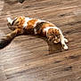 cat, calico, stretching, wooden_floor, indoor, pet, feline, relaxing, fur, animal, domestic_animal, floor, shadow, chair_leg, whiskers, cute, mammal, laying_down, playful, resting