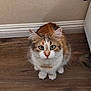Vivi joined the competition — help win amazing prizes! cat, calico, pet, animal, feline, fur, whiskers, ears, green_eyes, floor, wooden_floor, indoor, cute, small, domestic_animal, looking_up, sitting, curious, household, adorable