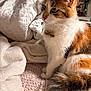 Vivi joined the competition — help win amazing prizes! cat, calico, feline, pet, fur, whiskers, bed, blanket, sheet, floral_pattern, indoor, cozy, soft_light, tail, ears, face, domestic_animal, cute, animal, resting