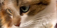 Vivi joined the competition — help win amazing prizes! cat, close_up, blurry, fur, green_eyes, pet, animal, whiskers, indoor, curious, soft_light, mammal, portrait, feline, cute, domestic, tabby, white_fur, brown_fur