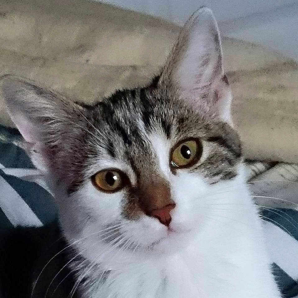 Lou