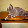 animal, cabinet, cat, ears, feline, fur, glowing_eyes, gray_cat, home, indoors, lying_down, paws, pet, portrait, profile_view, relaxed, tail, vintage_photo, whiskers, wooden_furniture