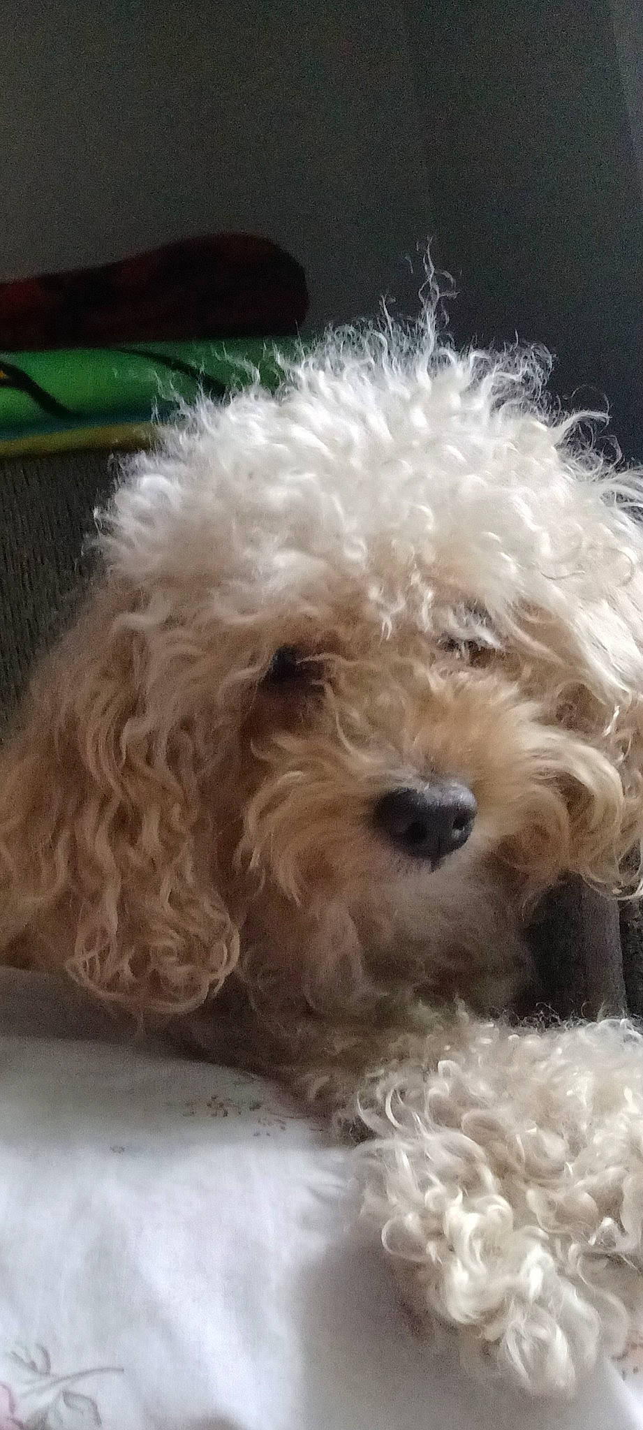 Gentry joined the competition — help win amazing prizes! canidae, carnivore, companion_dog, dog, dog_breed, dog_collar, fur, labradoodle, maltepoo, non_sporting_group, poodle, poodle_crossbreed, small_terrier, snout, sporting_group, terrier, toy_dog, water_dog, working_animal, yorkipoo