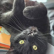 Ardy joined the competition — help win amazing prizes! animal, black_cat, blanket, cat, closeup, curious, cute, face, fur, indoor, paws, pet, playful, portrait, relaxed, resting, soft, upside_down, whiskers, yellow_eyes