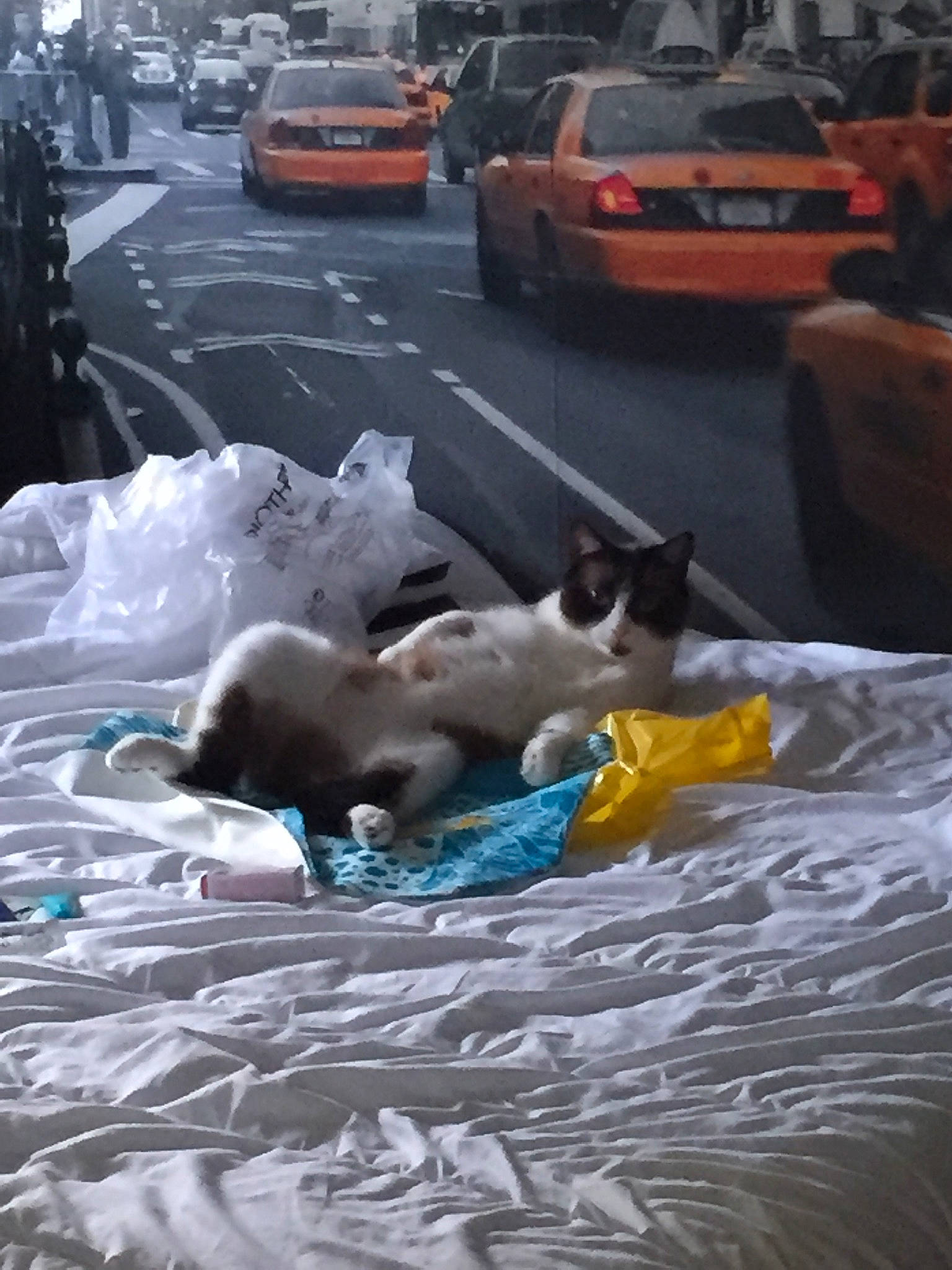 Miss participe au concours pour gagner de l'argent avec cette photo : car, cat, fawn, sporting_group, vehicle