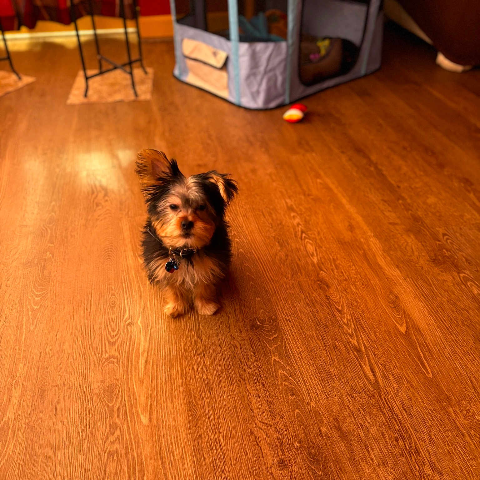 Milo