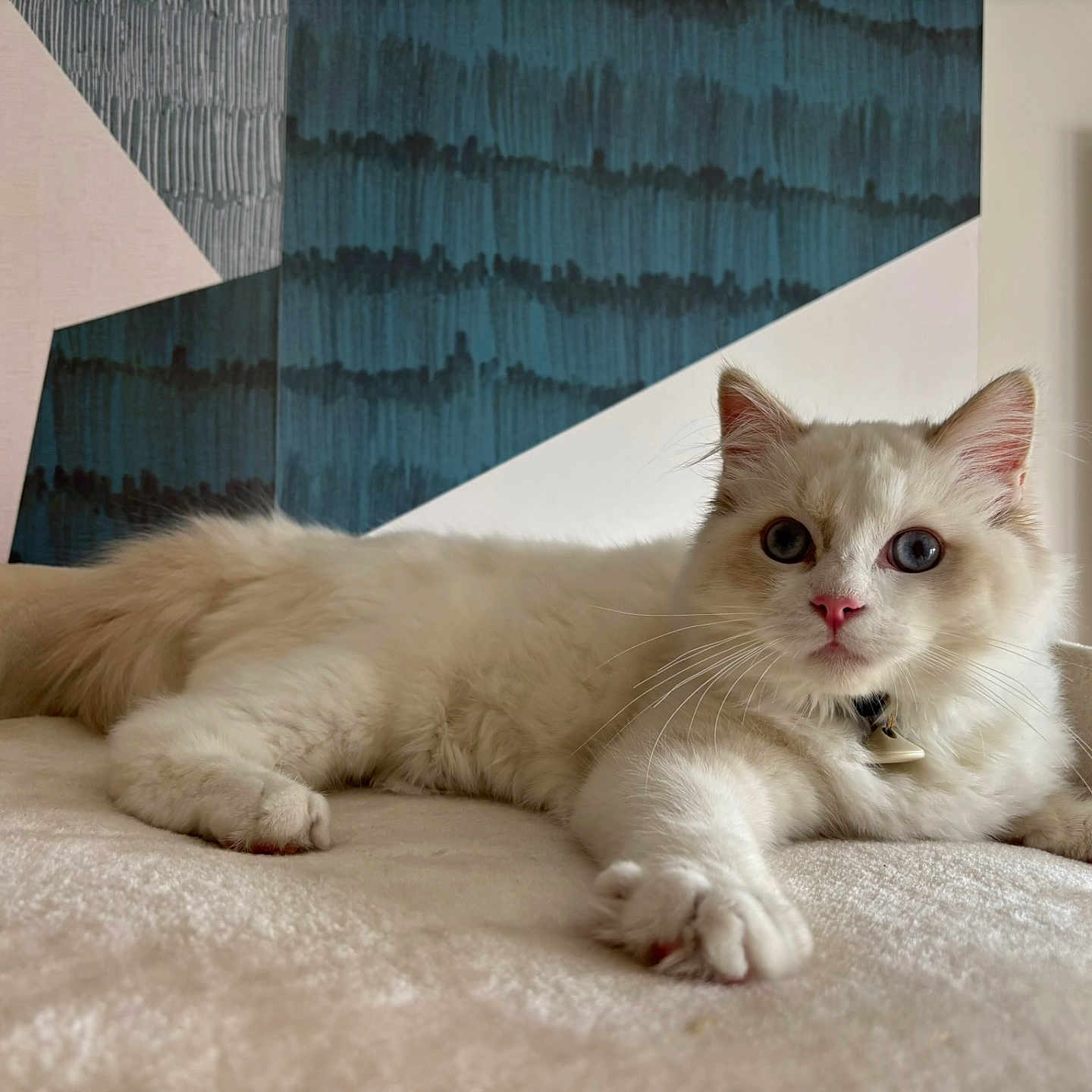 Zeus participe au concours pour gagner de l'argent avec cette photo : abyssinian, angora, animal, bed, bedroom, blanket, cat, couch, curtain, cushion, furniture, homedecor, indoors, interiordesign, kitten, manx, pet, room, siamese, wood