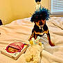 animal, bed, birthday_hat, black_and_tan, blanket, celebration, cute, dog, festive, furniture, indoor, party, pet, plush_toy, portrait, small_dog, toy, treat_box, window, window_blinds