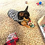El Jefe is registered to the contest to win money with this photo: animal, beige_carpet, black_and_tan, cardboard_box, carpet, chewing, cute, dog, domestic, floor, home, indoor, lying_down, pet, plaid_fabric, playing, rope_toy, small_dog, striped_shirt, toy