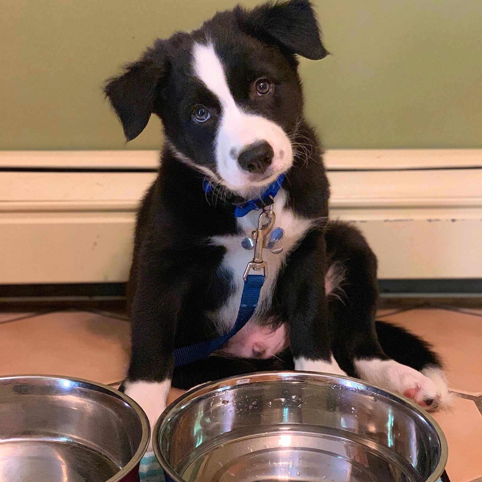 Flick is registered to the contest to win money with this photo: animal_feed, border_collie, bowl, canidae, carnivore, companion_dog, cookware_and_bakeware, crock, dog, dog_breed, dog_food, fur, herding_dog, kitchen_scale, mcnab, mixing_bowl, pet_food, pet_supply, sporting_group, working_animal