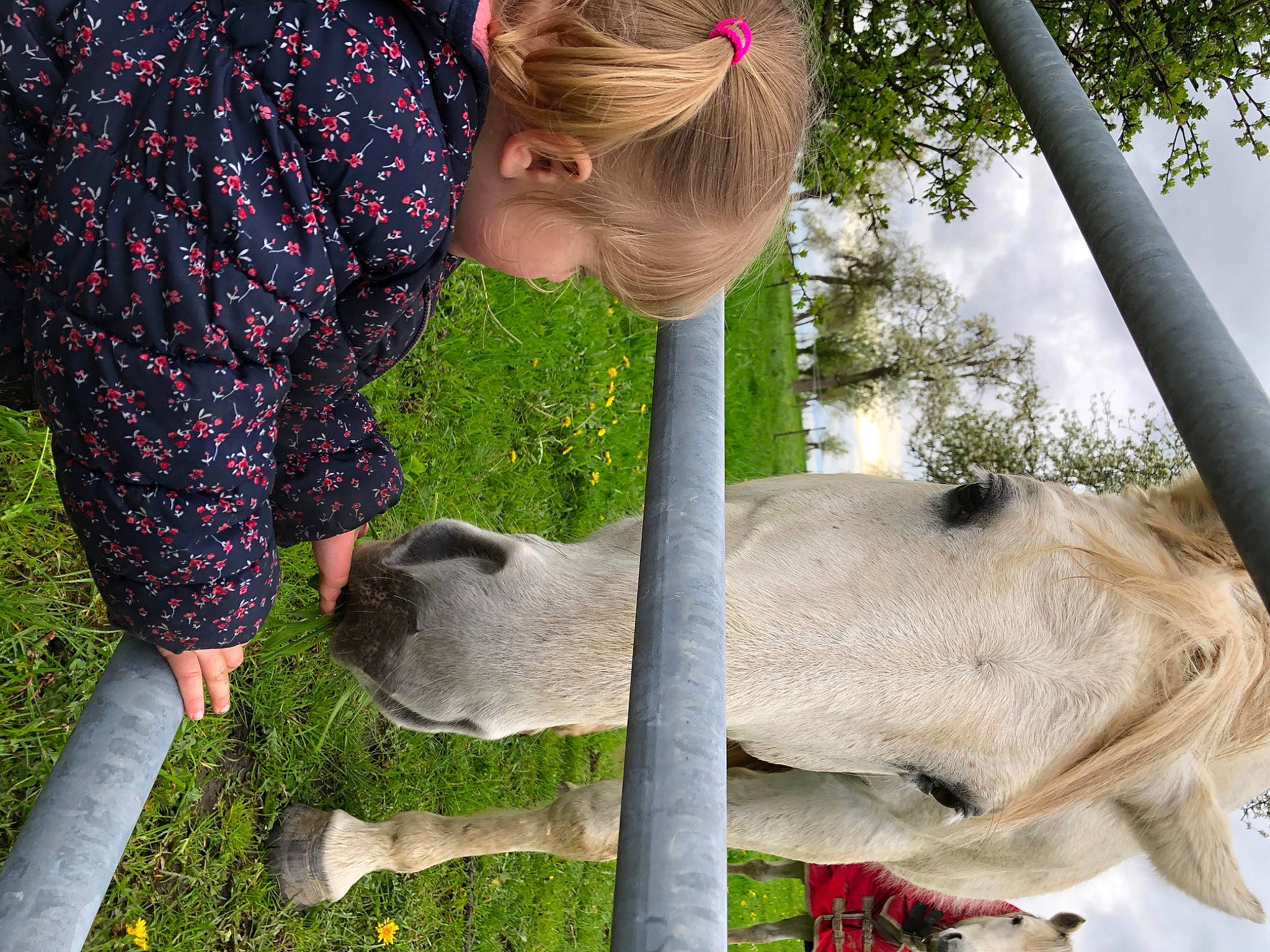 Lyana participe au concours pour gagner de l'argent avec cette photo : bovine, canidae, dog_breed, fawn, foal, fun, grass, livestock, marsupial, pack_animal, person, plant, recreation, snout, sporting_group, stallion, terrestrial_animal, toddler, tree, wildlife