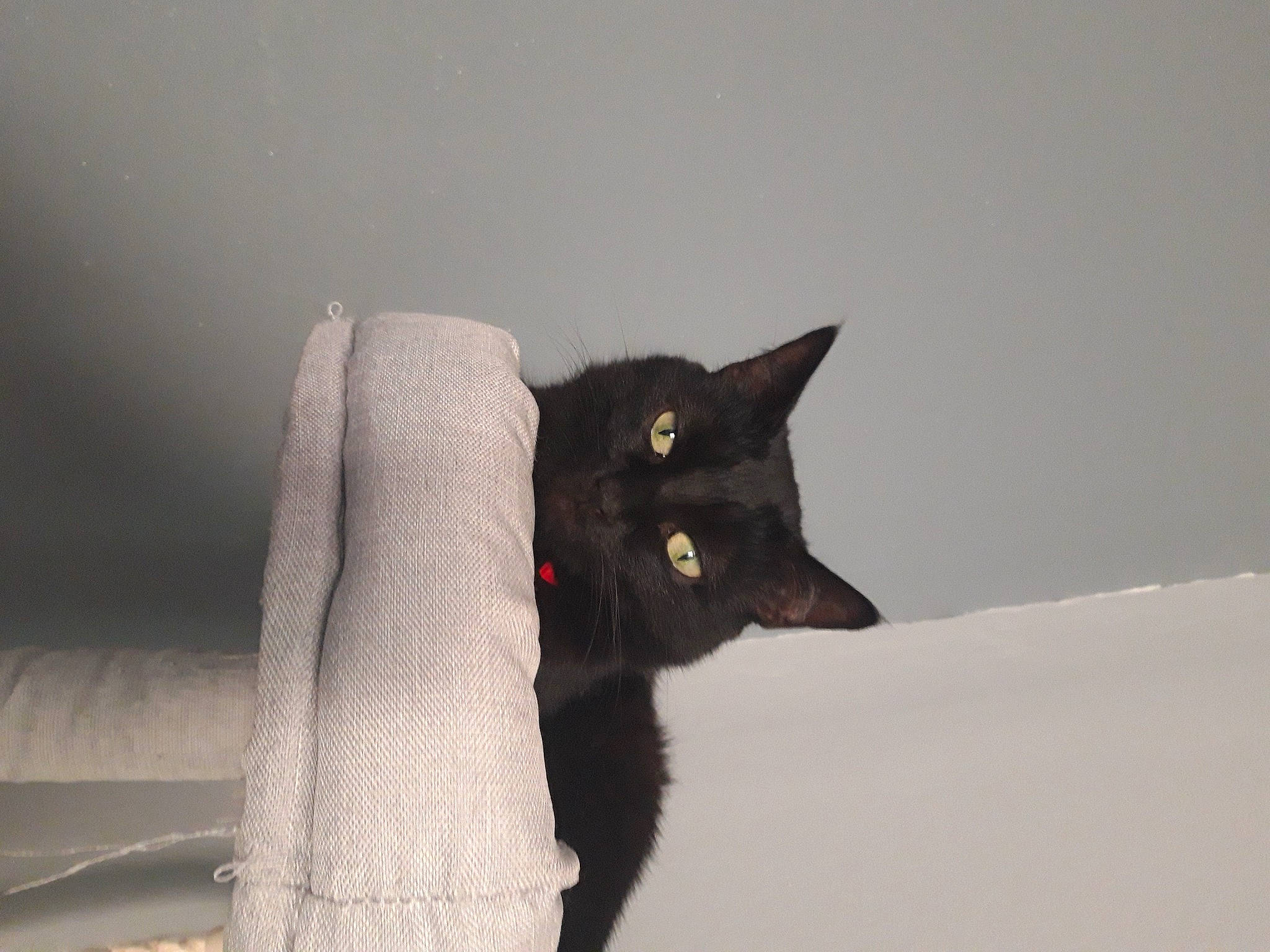 Vénus a rejoint le concours — aidez-le/la à gagner de superbes lots ! black_cat, bombay, carnivore, cat, cat_supply, claw, comfort, domestic_short_haired_cat, felidae, fur, grey, havana_brown, room, small_to_medium_sized_cats, snout, tail, whiskers