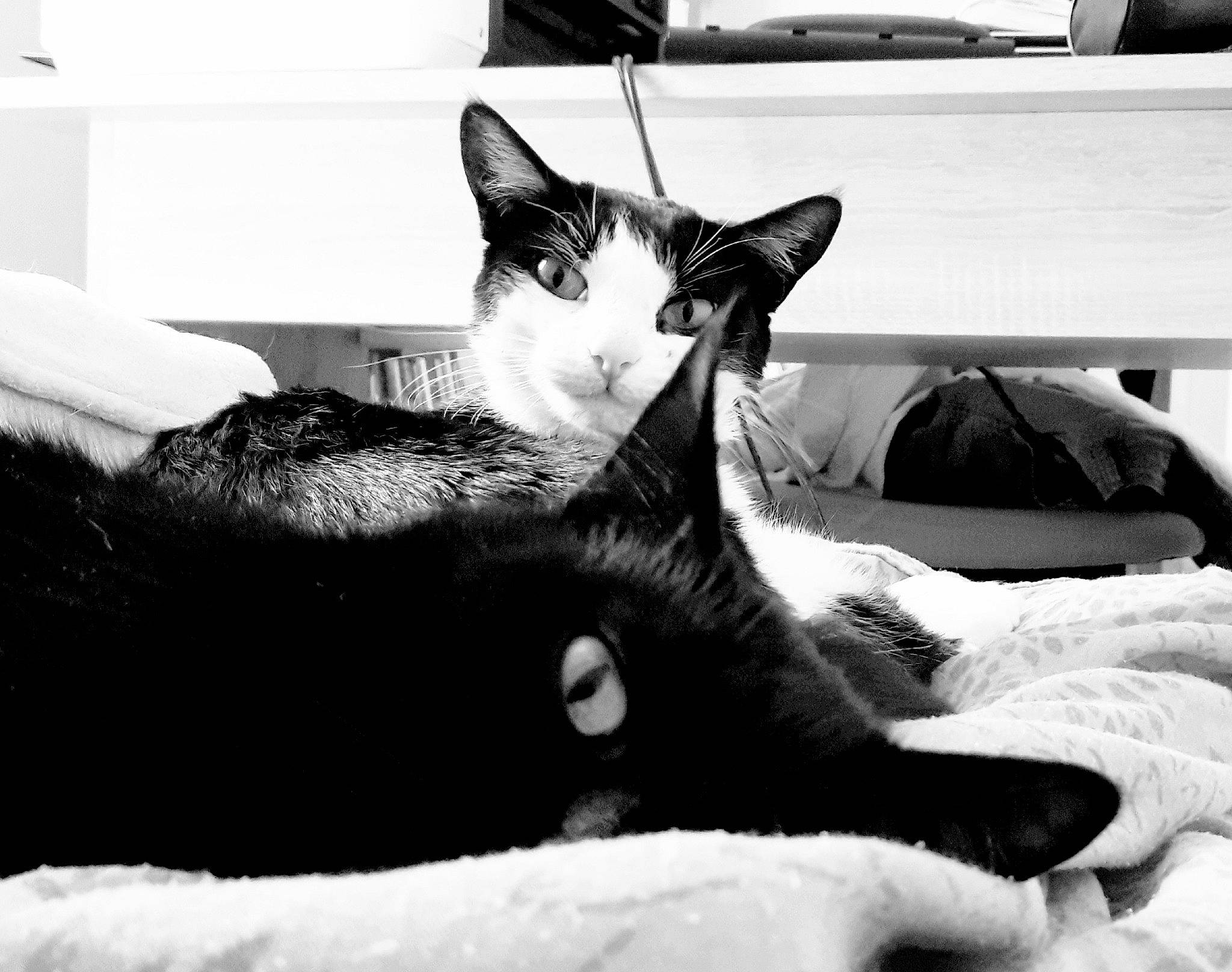Vénus participe au concours pour gagner de l'argent avec cette photo : black, black_and_white, carnivore, cat, comfort, domestic_short_haired_cat, felidae, fur, grey, mammal, monochrome, monochrome_photography, photograph, small_to_medium_sized_cats, snapshot, snout, style, vertebrate, whiskers, white