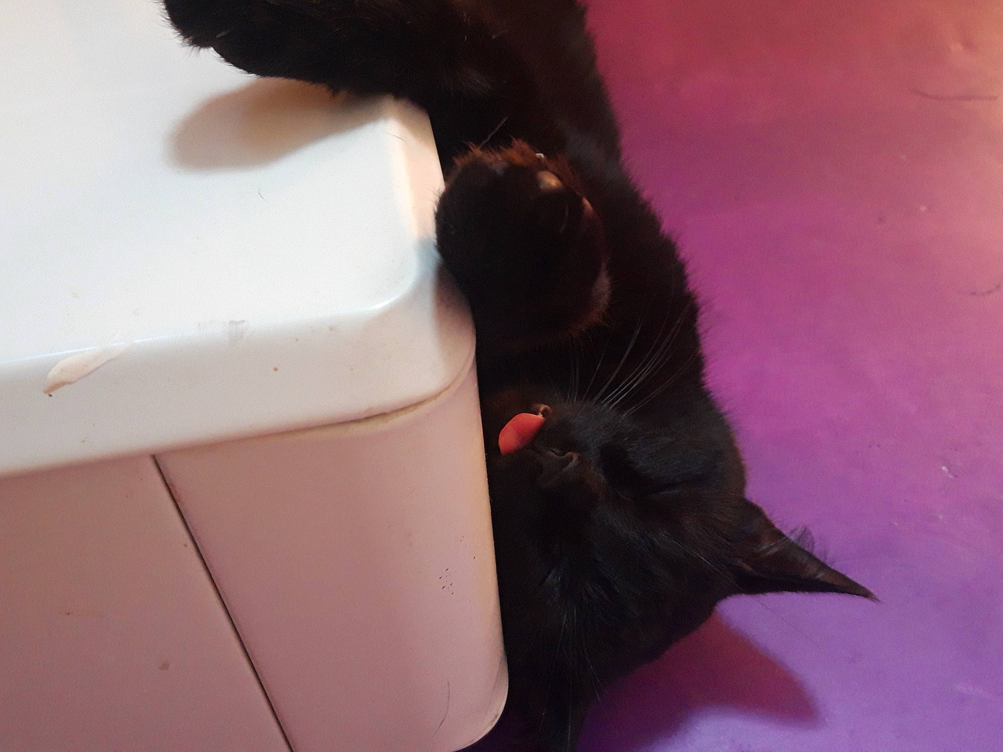 Vénus a rejoint le concours — aidez-le/la à gagner de superbes lots ! black_cat, bombay, canidae, carmine, carnivore, cat, comfort, dog_breed, domestic_short_haired_cat, felidae, flooring, fur, gesture, magenta, small_to_medium_sized_cats, snout, tail, tints_and_shades, whiskers, working_animal