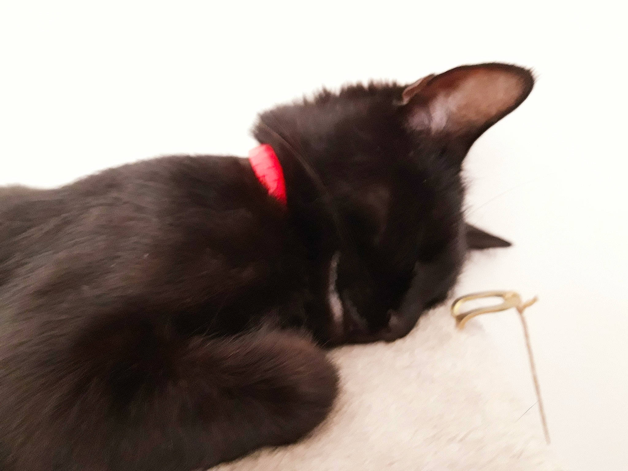 Vénus participe au concours pour gagner de l'argent avec cette photo : asian, black, black_cat, bombay, burmese, carnivore, cat, domestic_short_haired_cat, ear, felidae, fur, havana_brown, kitten, korat, mammal, paw, small_to_medium_sized_cats, snout, tail, whiskers