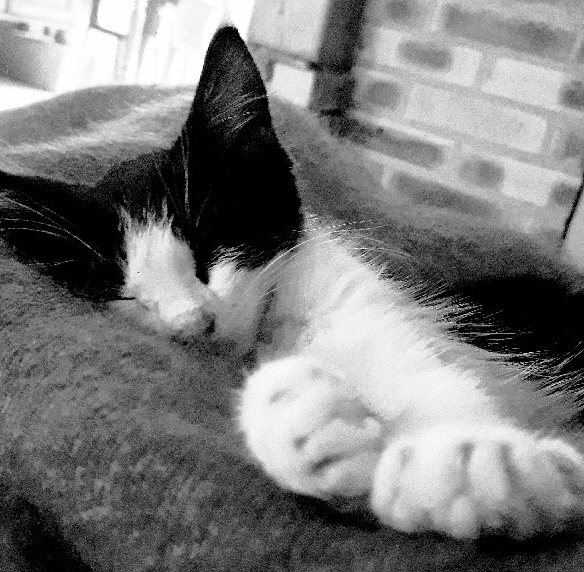 Katniss participe au concours pour gagner de l'argent avec cette photo : beauty, black, black_and_white, carnivore, cat, cloud, comfort, felidae, grey, mammal, monochrome, monochrome_photography, nose, organ, small_to_medium_sized_cats, snout, style, tail, vertebrate, whiskers