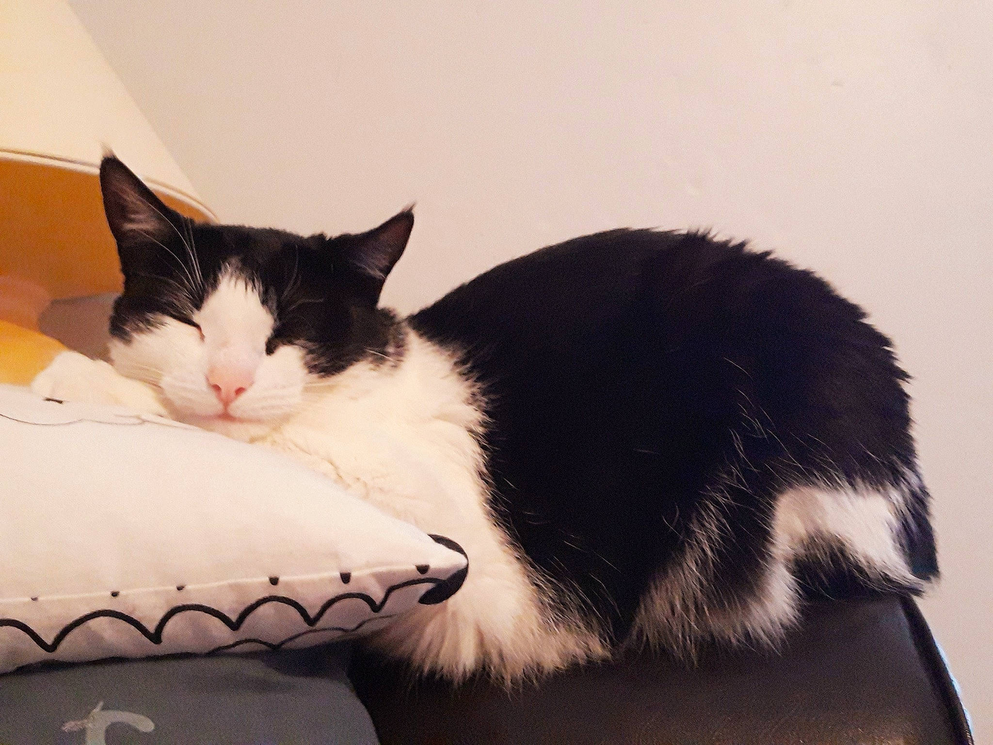 Katniss participe au concours pour gagner de l'argent avec cette photo : carmine, carnivore, cat, comfort, domestic_short_haired_cat, eye, felidae, foot, fur, human_leg, leg, monochrome_photography, paw, sitting, small_to_medium_sized_cats, snout, tail, terrestrial_animal, whiskers