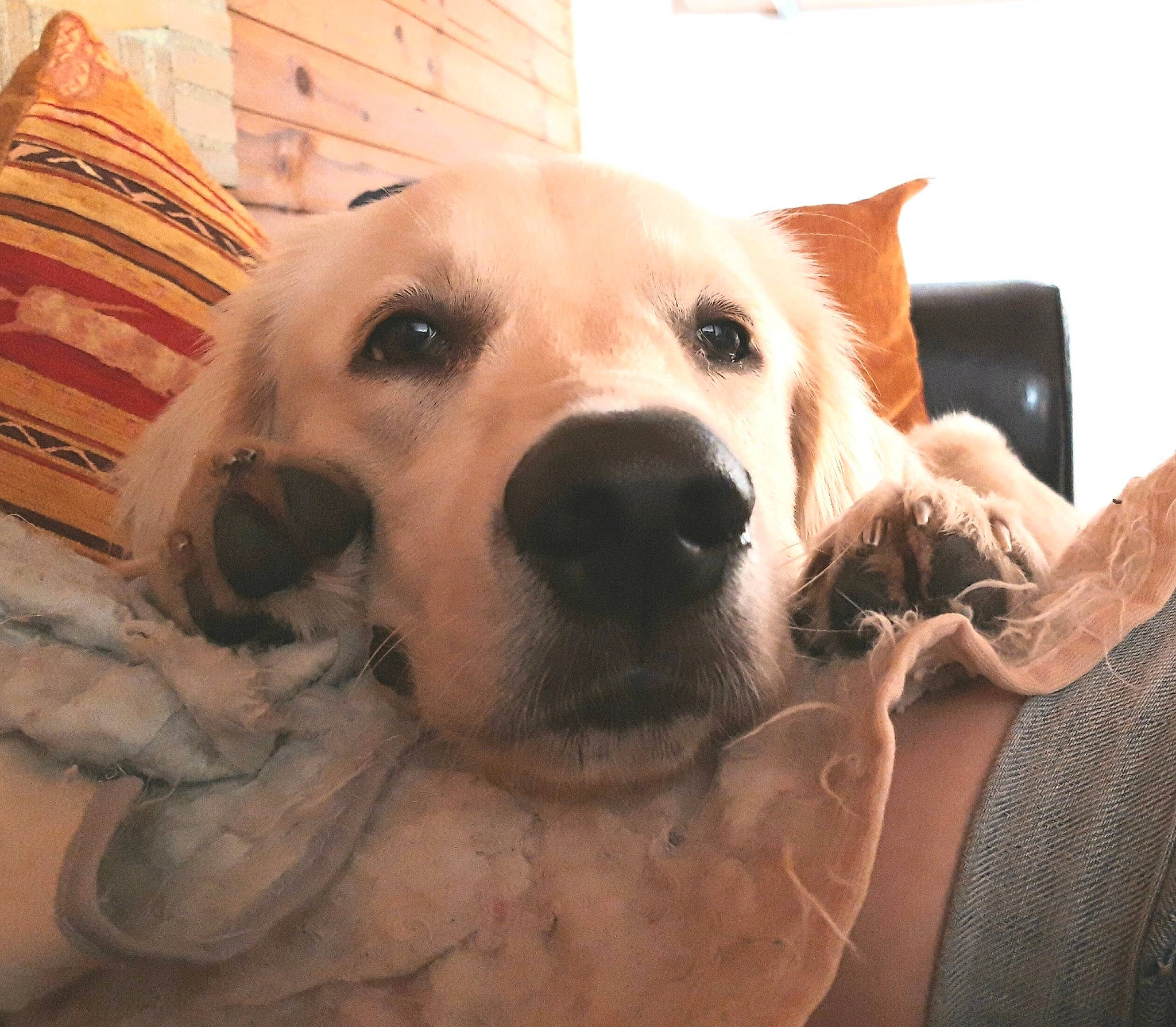 Ozzy a rejoint le concours — aidez-le/la à gagner de superbes lots ! canidae, carnivore, companion_dog, dog, dog_breed, fawn, golden_retriever, labrador_retriever, mammal, nose, puppy_love, retriever, snout, sporting_group, vertebrate