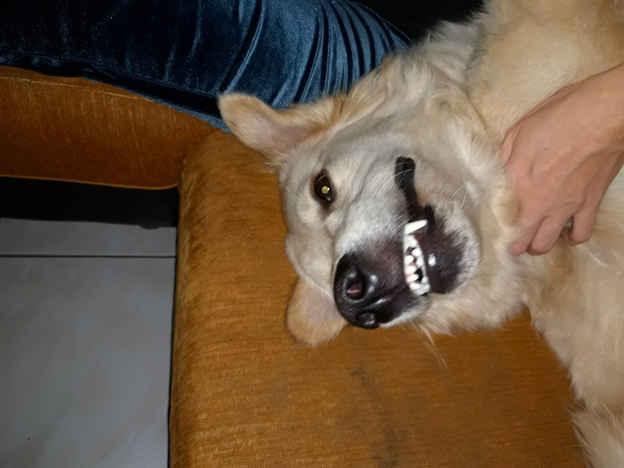 Ozzy a rejoint le concours — aidez-le/la à gagner de superbes lots ! berger_blanc_suisse, canidae, carnivore, dog, dog_breed, fawn, mammal, non_sporting_group, norwegian_buhund, snout, sporting_group, vertebrate, white_shepherd