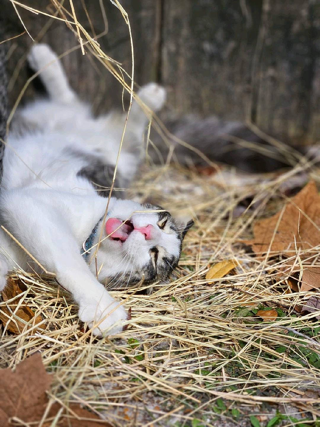 Ryker is registered to the contest to win money with this photo: branch, canidae, carnivore, cat, domestic_short_haired_cat, fawn, felidae, fur, grass, mammal, plant, small_to_medium_sized_cats, snout, soil, tail, twig, whiskers, wildlife, winter, wood