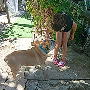 Max participe au concours pour gagner de l'argent avec cette photo : affection, black_shirt, bulldog, child, collar, concrete, curly_hair, daytime, dog, garden, greenery, interaction, outdoor, pet, pink_slippers, plants, shadow, shorts, summer, sunlight