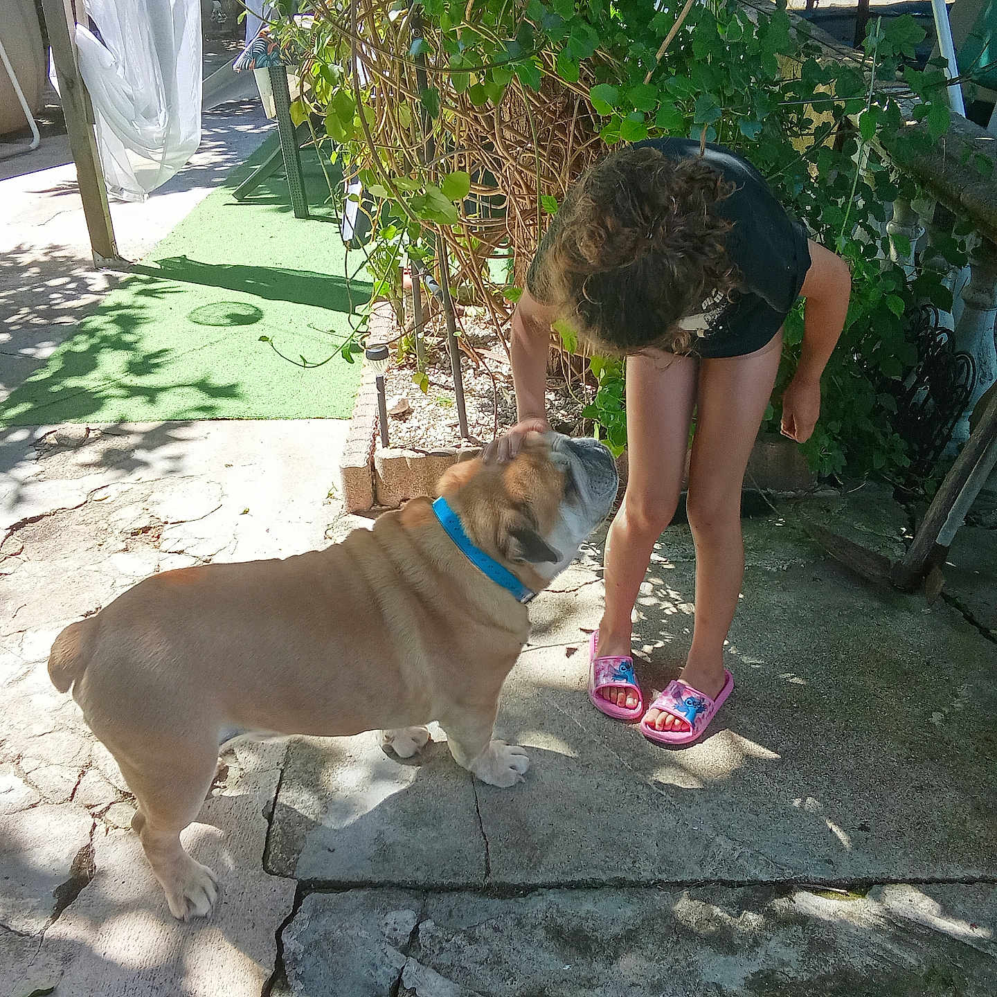 Max participe au concours pour gagner de l'argent avec cette photo : affection, black_shirt, bulldog, child, collar, concrete, curly_hair, daytime, dog, garden, greenery, interaction, outdoor, pet, pink_slippers, plants, shadow, shorts, summer, sunlight