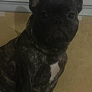 Minnie participe au concours pour gagner de l'argent avec cette photo : animal, black_dog, brindle, canine, close_up, dog, ears, eyes, floor, french_bulldog, home, indoor, muzzle, pet, photography, portrait, serious_expression, short_coat, sitting, white_chest