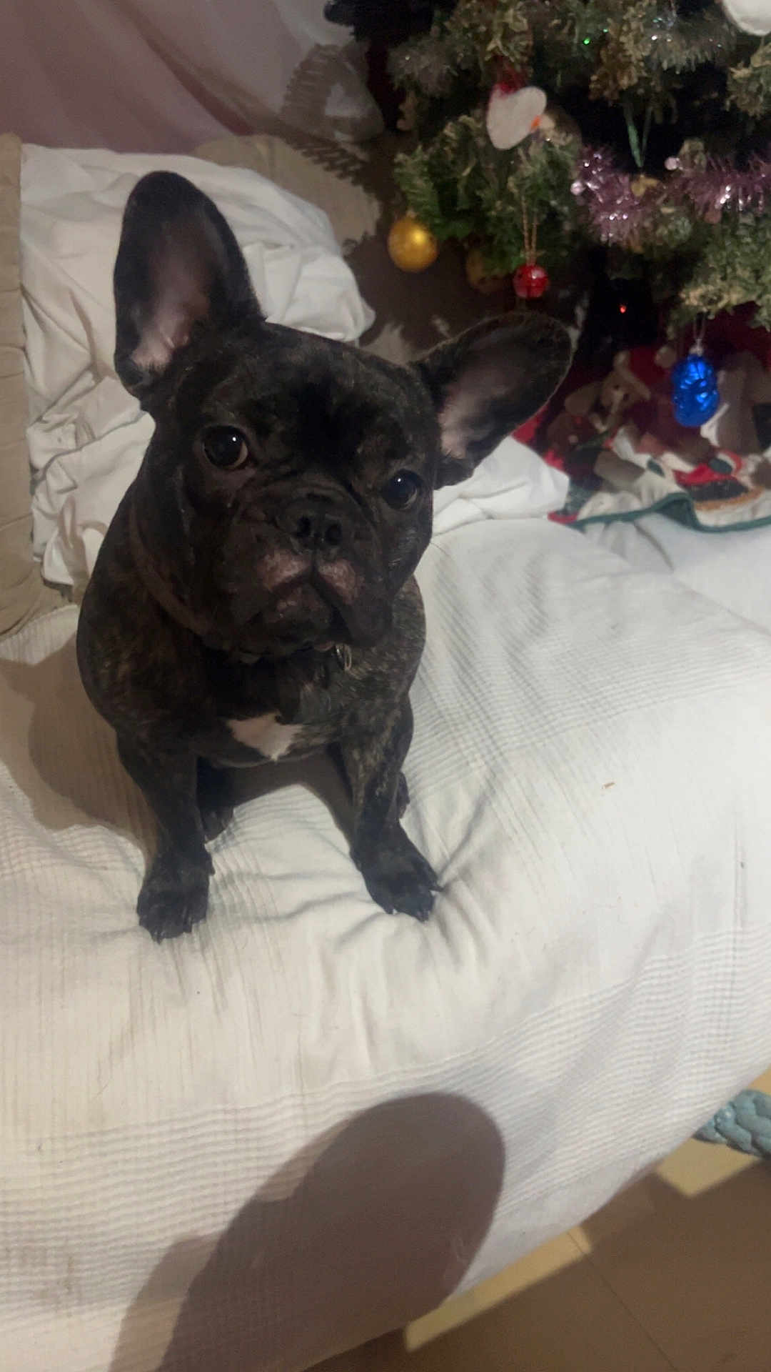 Minnie a rejoint le concours — aidez-le/la à gagner de superbes lots ! dog, french_bulldog, brindle, bed, white_bedspread, christmas_tree, ornaments, holiday, indoor, pet, cute, curious, sitting, animal, festive, decorations, cozy, furniture, living_room, portrait