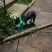 Minnie a rejoint le concours — aidez-le/la à gagner de superbes lots ! dog, brindle, pet, night, street, sidewalk, leash, collar, glowing_collar, green_light, asphalt, grass, curb, manhole, shadow, steps, stairs, urban, sniffing, walk
