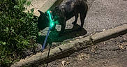 Minnie a rejoint le concours — aidez-le/la à gagner de superbes lots ! asphalt, brindle, collar, curb, dog, glowing_collar, grass, green_light, leash, manhole, night, pet, shadow, sidewalk, sniffing, stairs, steps, street, urban, walk