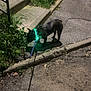 dog, brindle, pet, night, street, sidewalk, leash, collar, glowing_collar, green_light, asphalt, grass, curb, manhole, shadow, steps, stairs, urban, sniffing, walk