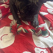 Minnie a rejoint le concours — aidez-le/la à gagner de superbes lots ! animal, bed, blanket, brindle, canine, close_up, comfort, cute, dog, fur, indoor, paw, pet, pet_toy, playful, red, resting, rope_toy, toy, white