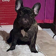 Minnie a rejoint le concours — aidez-le/la à gagner de superbes lots ! dog, puppy, french_bulldog, brindle, indoor, rug, curtain, box, pet, animal, small_dog, sitting, cute, looking, ears_up, fluffy_rug, home, carpet, furniture, domestic