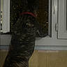 Minnie participe au concours pour gagner de l'argent avec cette photo : animal, architecture, back_view, brindle_dog, canine, dark, dog, door, fur, home, indoors, moody_lighting, night, open_window, outdoor, pet, red_collar, standing, watching, window