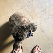 Daisy a rejoint le concours — aidez-le/la à gagner de superbes lots ! animal, black_leggings, blue_collar, blurry, canine, casual, dog, feet, floor, footwear, gray_dog, home, indoor, person, pet, sandals, sniffing, tile_floor, toes, top_view