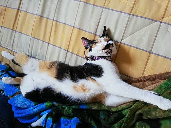 Lili a rejoint le concours — aidez-le/la à gagner de superbes lots ! carnivore, cat, claw, comfort, companion_dog, domestic_short_haired_cat, felidae, foot, fur, lap, linens, mammal, paw, small_to_medium_sized_cats, snout, tail, terrestrial_animal, vertebrate, whiskers, wood